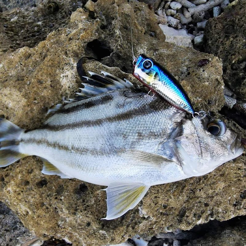 TSURINOYA - Catcher Popper 40F