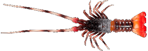 FISHUS By Lurenzo - The Lobster