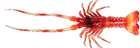 FISHUS By Lurenzo - The Lobster